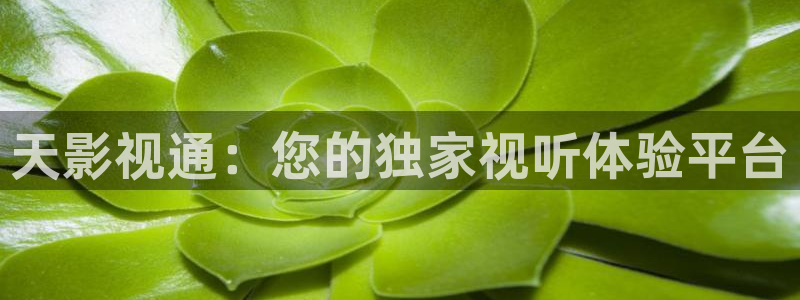 探花视频是什么